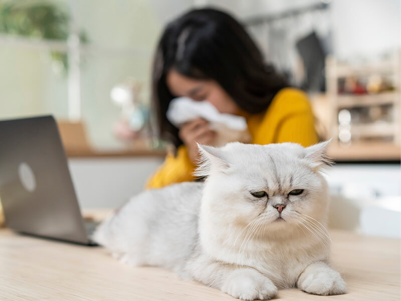 Kind mit Allergie gegen Katzen