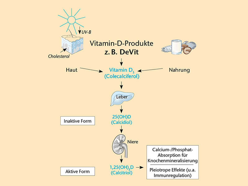 Abbildung Vitamin D Bildung